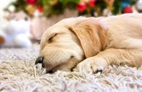 Shelby Township Carpet and Floors