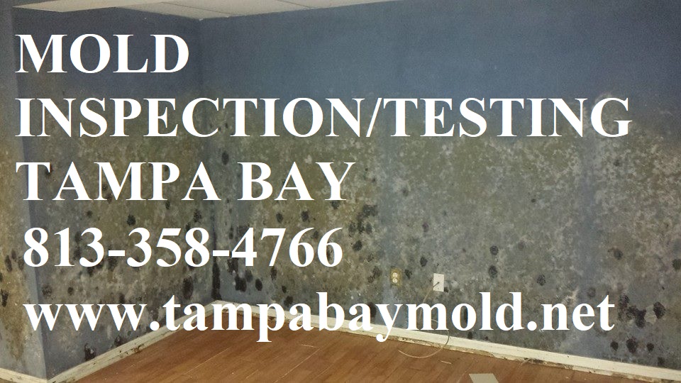 TampaBayMold.net - St Petersburg FL