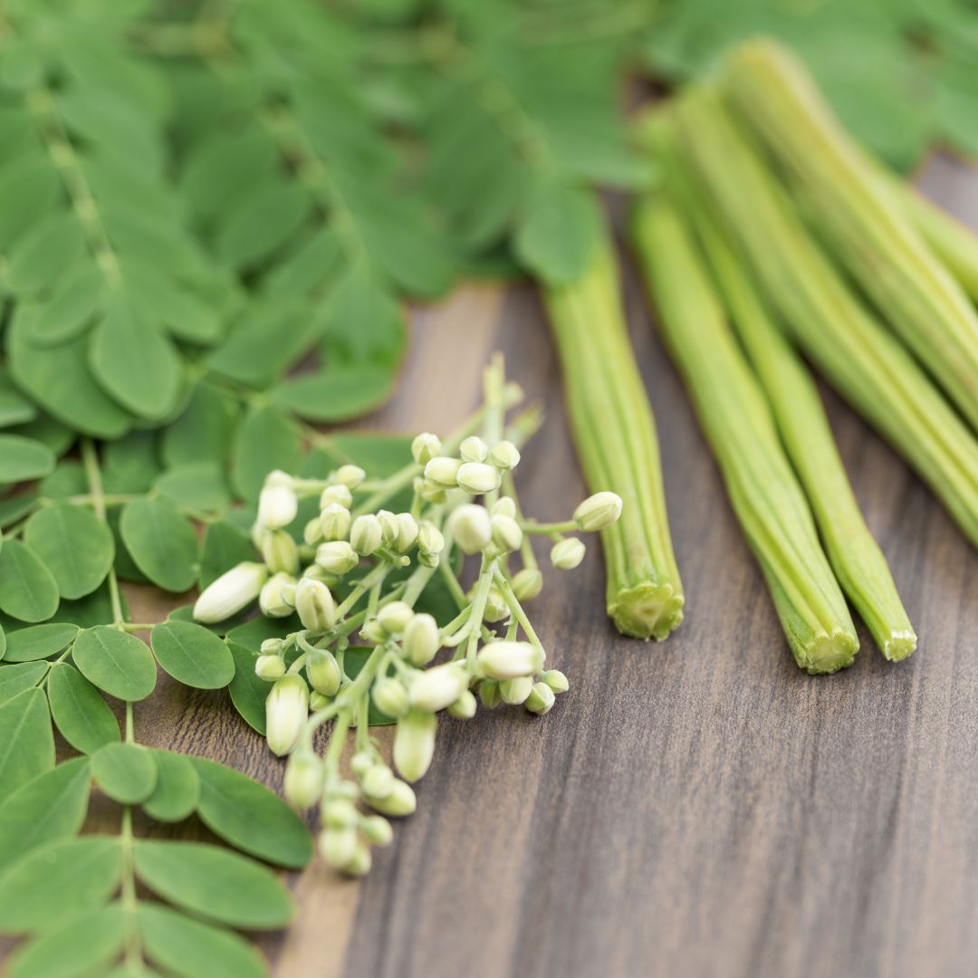 EzMoringa