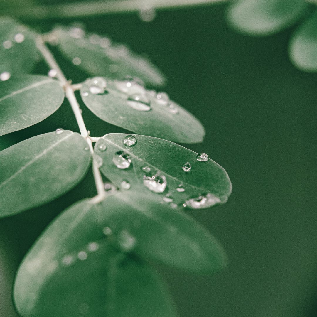 EzMoringa